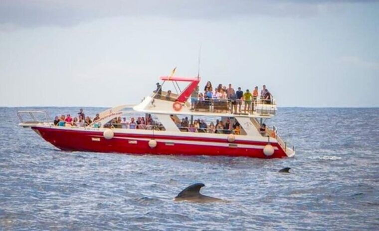 los-cristianos-eco-yacht-whale-watching-cruise-with-swim