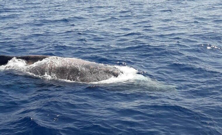 los-cristianos-eco-yacht-whale-watching-cruise-with-swim