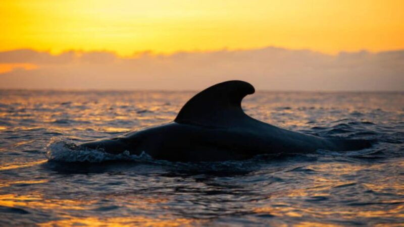los-cristianos-eco-yacht-whale-watching-tour-at-sunset