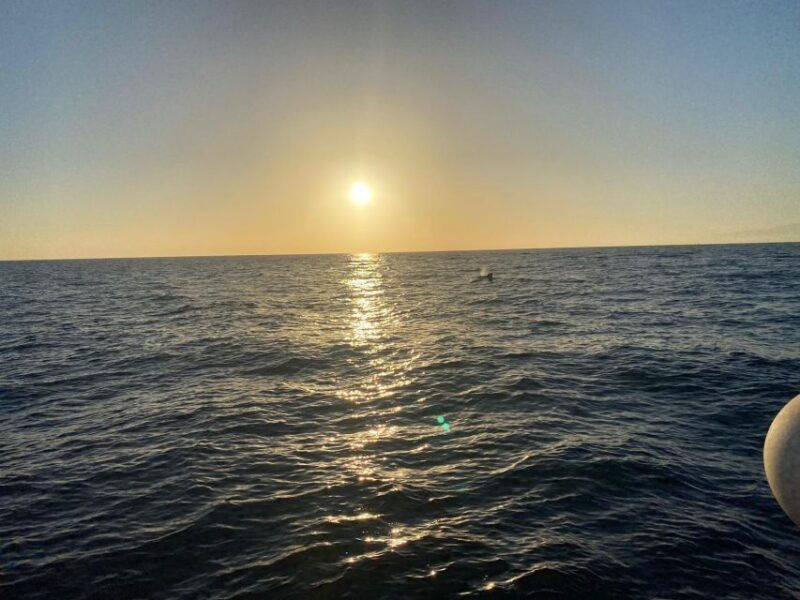 los-cristianos-eco-yacht-whale-watching-tour-at-sunset