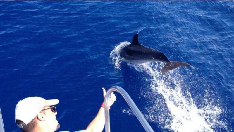 los-cristianos-eco-yacht-whale-watching-tour-at-sunset