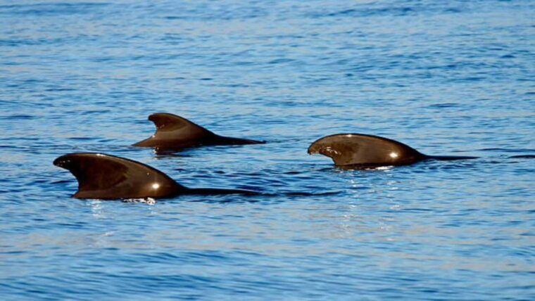 los-cristianos-eco-yacht-whale-watching-tour-at-sunset