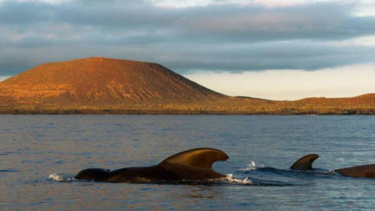 los-cristianos-eco-yacht-whale-watching-tour-at-sunset
