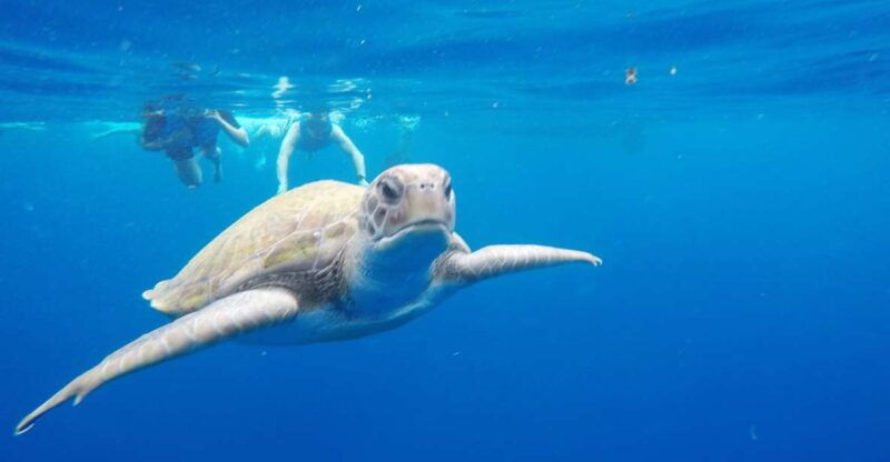 los-cristianos-kayak-and-snorkel-with-turtles-and-photos