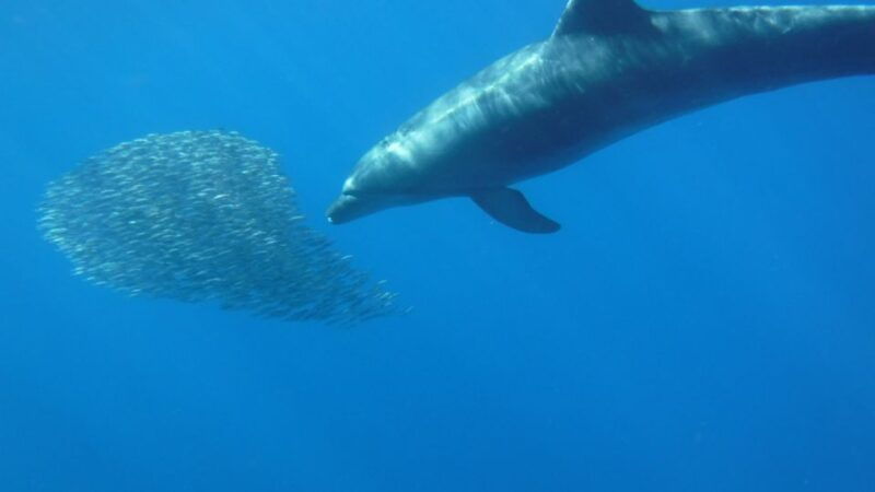 los-cristianos-kayak-and-snorkel-with-turtles-and-photos
