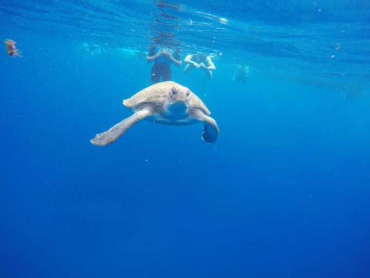los-cristianos-kayak-and-snorkel-with-turtles-and-photos