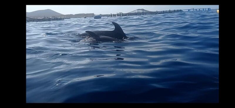 los-cristianos-kayak-snorkel-tour-with-turtles-and-photos-included