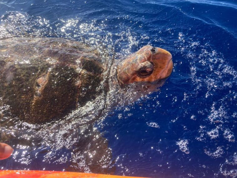 los-cristianos-kayak-snorkel-tour-with-turtles-and-photos-included