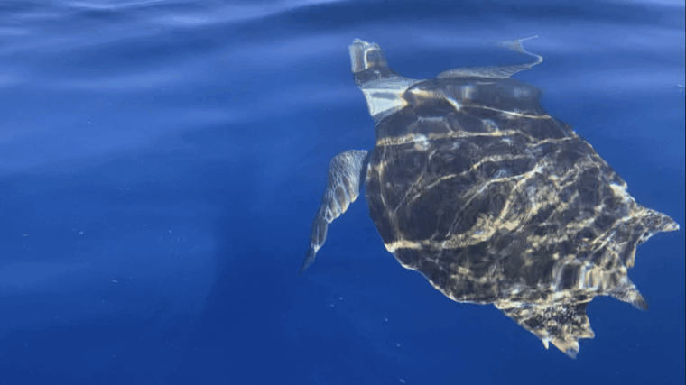 los-cristianos-kayak-snorkel-tour-with-turtles-and-photos-included
