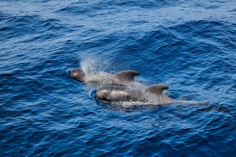 los-cristianos-observation-with-respect-for-whales-dolphins