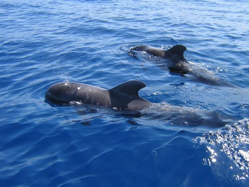 los-cristianos-observation-with-respect-for-whales-dolphins