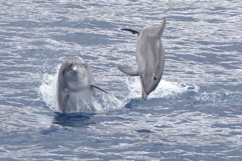 los-cristianos-respectful-no-chase-whale-and-dolphin-cruise