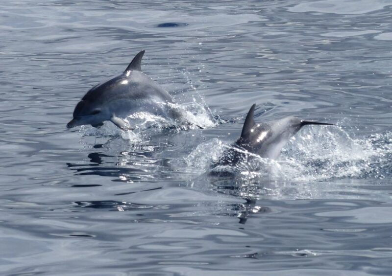 los-cristianos-respectful-no-chase-whale-and-dolphin-cruise