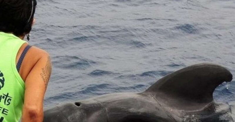 los-cristianos-respectful-no-chase-whale-and-dolphin-cruise