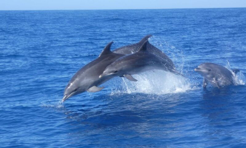los-cristianos-respectful-no-chase-whale-and-dolphin-cruise
