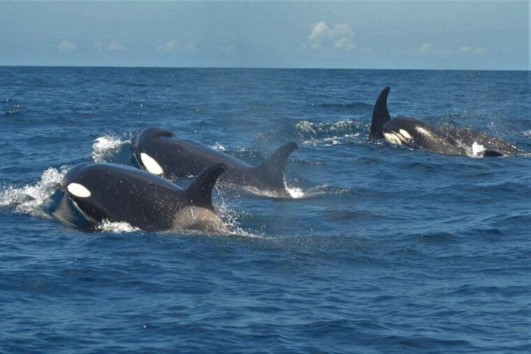 los-cristianos-respectful-no-chase-whale-and-dolphin-cruise
