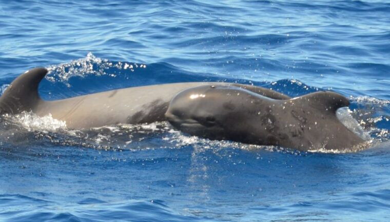 los-cristianos-respectful-no-chase-whale-and-dolphin-cruise