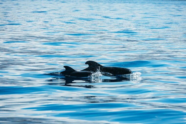 los-cristianos-respectful-no-chase-whale-and-dolphin-cruise