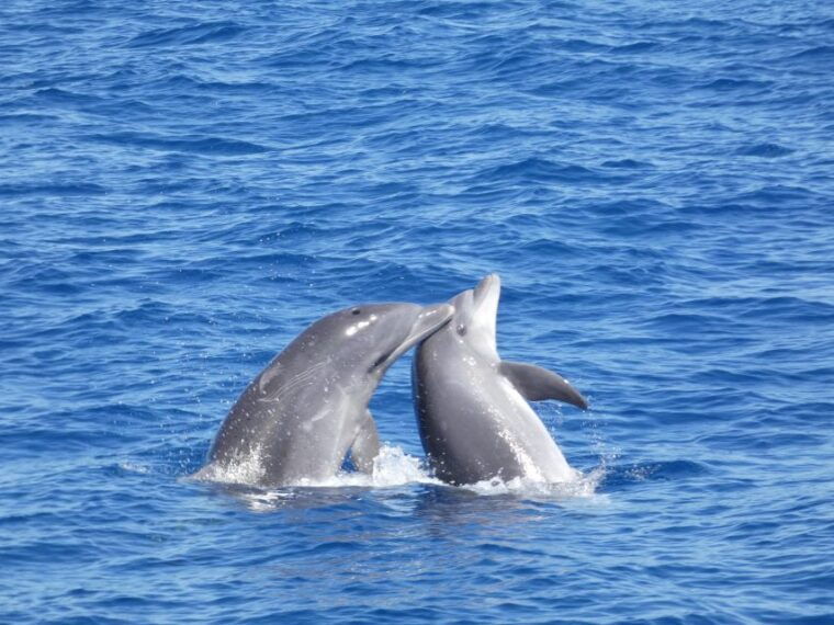 los-cristianos-respectful-no-chase-whale-and-dolphin-cruise