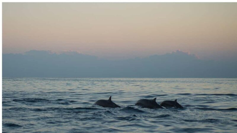 Los Cristianos : Sunset Kayak Safari with Cave & Wildlife - Practical Details and Value