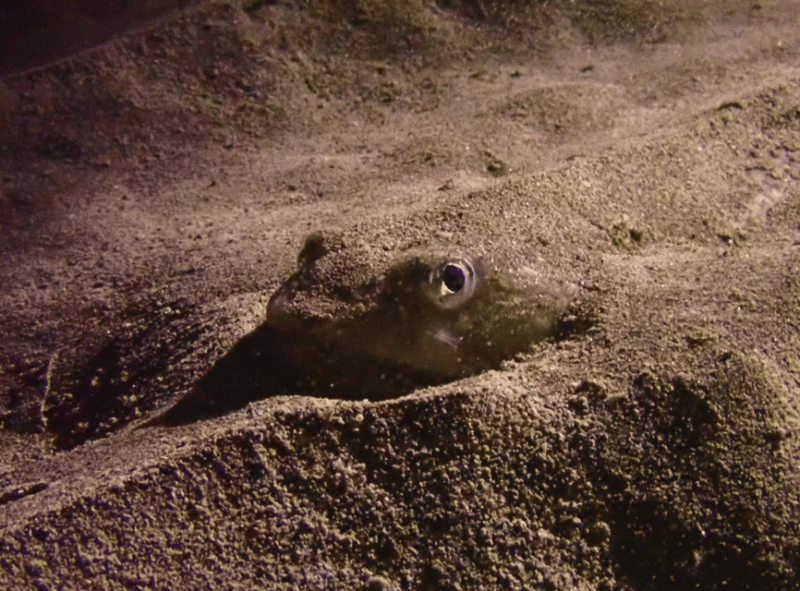 los-cristianos-try-dive-for-beginners