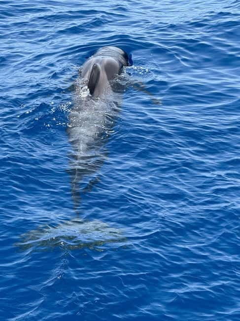 Los Cristianos: Viking Cruise Whales & Dolphins Watching - Who Should Consider This Tour?