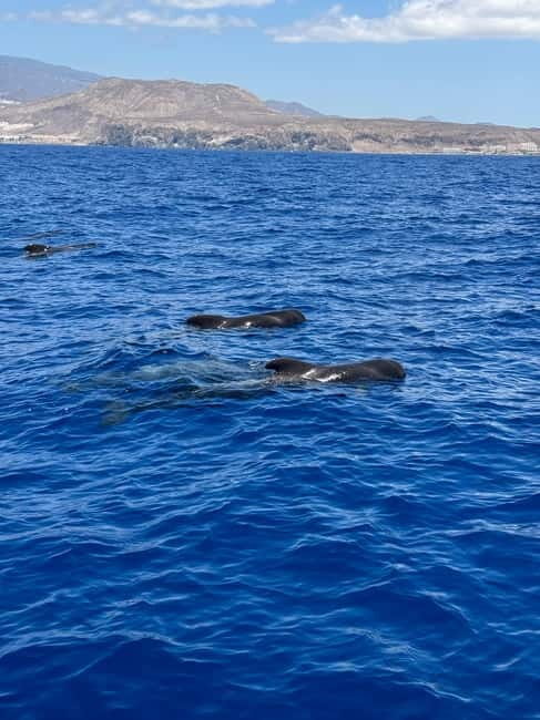 Los Cristianos: Viking Cruise Whales & Dolphins Watching - Authentic Experiences and Highlights from Past Travelers