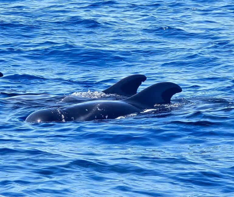 Los Cristianos: Viking Cruise Whales & Dolphins Watching - FAQ
