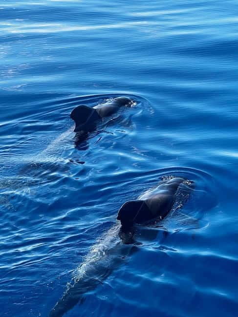 Los Cristianos: Whale Watching Cruise w/Swim Stop & Drinks - The Experience in Detail