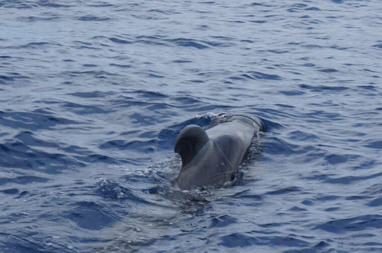 los-cristianos-whale-watching-sailboat-tour-3-hrs-and-food