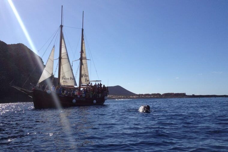 los-cristianos-whale-watching-sailboat-tour-3-hrs-and-food
