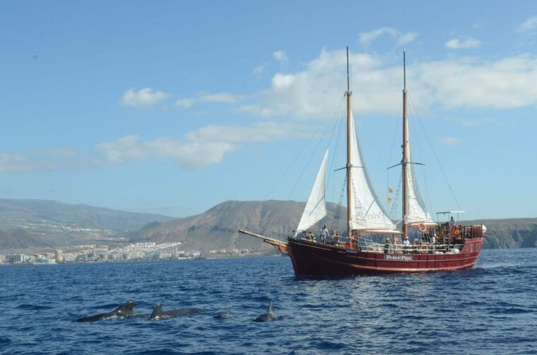 los-cristianos-whale-watching-sailboat-tour-3-hrs-and-food
