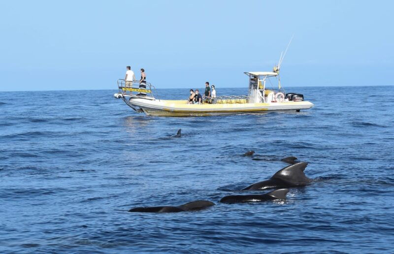 los-gigantes-dolphin-and-whale-watching-cruise-by-speedboat