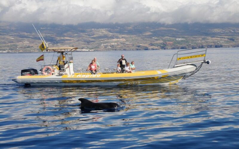 los-gigantes-dolphin-and-whale-watching-cruise-by-speedboat