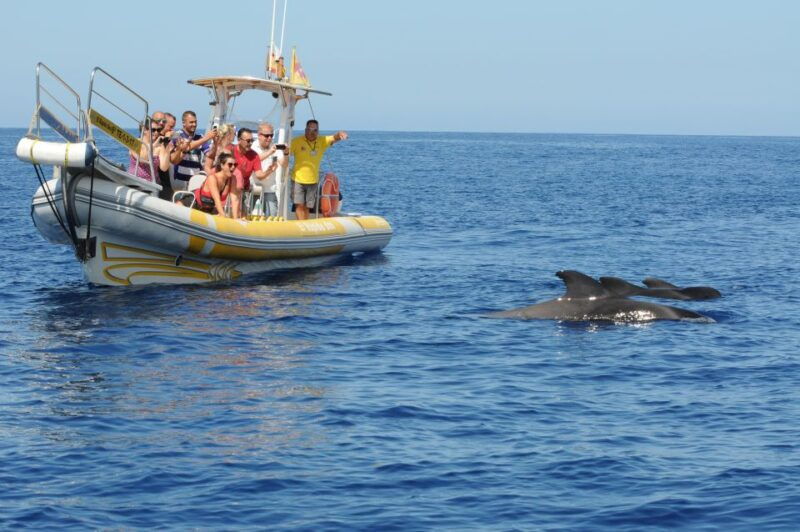 los-gigantes-dolphin-and-whale-watching-cruise-by-speedboat