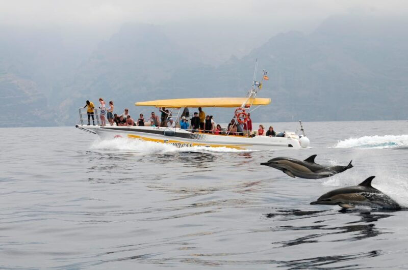 los-gigantes-dolphin-whale-watching-cruise-with-swim-stop