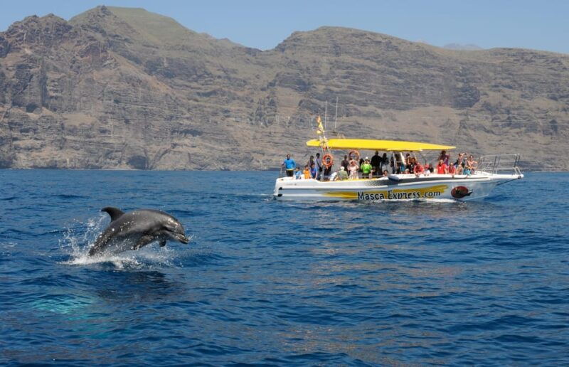 los-gigantes-dolphin-whale-watching-cruise-with-swim-stop