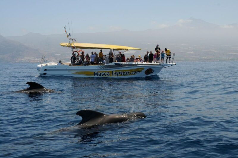 los-gigantes-dolphin-whale-watching-cruise-with-swim-stop