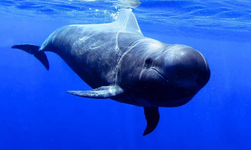 Los Gigantes: Dolphin & Whale Watching Tour on a Pirate Boat - Key Points