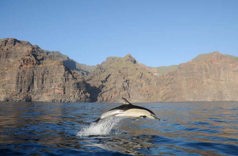 Los Gigantes: Dolphin & Whale Watching Tour on a Pirate Boat - An In-Depth Look at the Dolphin & Whale-Watching Experience