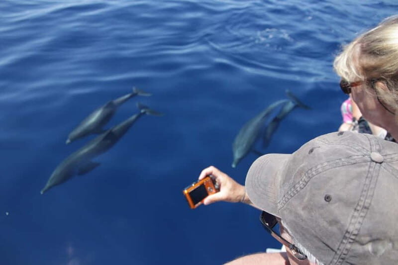 Los Gigantes: Whale or dolphin watching and swimming tour in Masca - Meeting Points and Duration