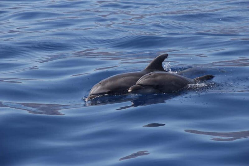 Los Gigantes: Whale or dolphin watching and swimming tour in Masca - Practical Tips for Travelers