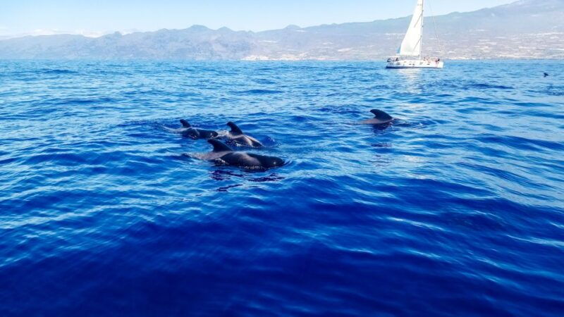 los-gigantes-whales-and-dolphin-watching-cruise-with-lunch