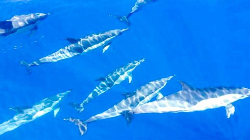 los-gigantes-whales-and-dolphin-watching-cruise-with-lunch