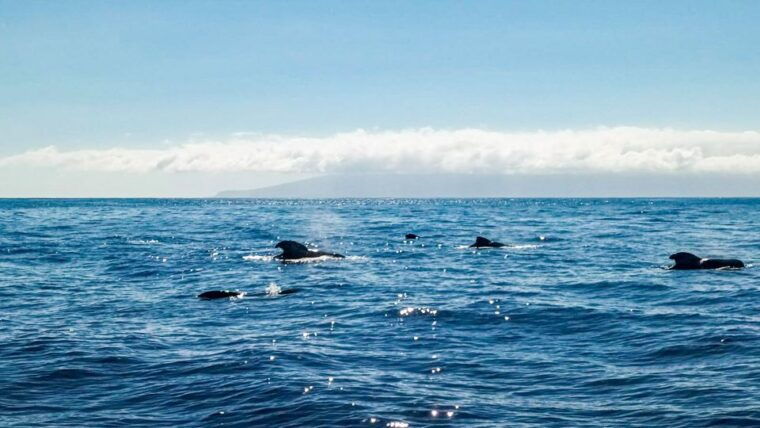 los-gigantes-whales-and-dolphin-watching-cruise-with-lunch