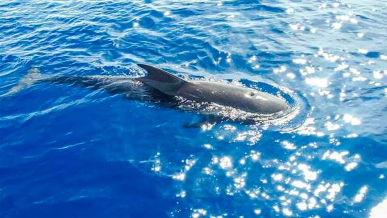 los-gigantes-whales-and-dolphin-watching-cruise-with-lunch