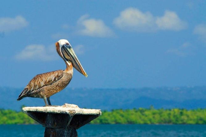 los-haitises-national-park-hiking-in-rain-forest-private-boat-to-caves
