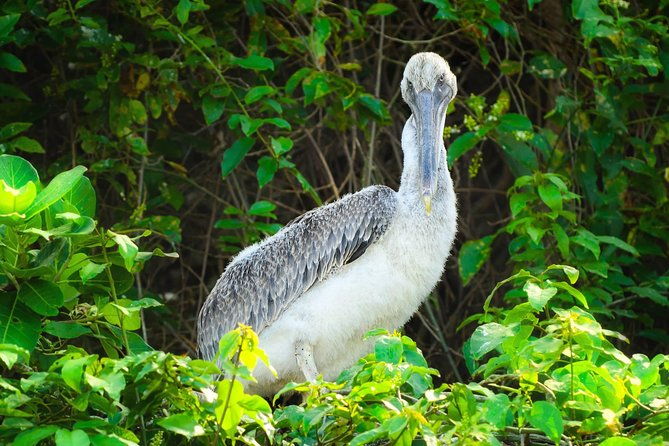 los-haitises-national-park-hiking-in-rain-forest-private-boat-to-caves