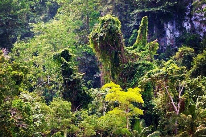 los-haitises-national-park-hiking-in-rain-forest-private-boat-to-caves