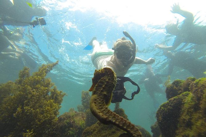 los-tuneles-day-tour-snorkeling-exploring-and-swimming-with-wildlife
